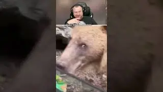Петренто потапыч 