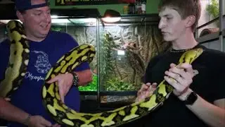 Retic Python - who can handle the giant snakes??