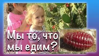 🔸Мы все едим насекомых 🕸?! Пищевые добавки: опунция кактус, кармин, кошениль, Е120. 