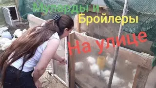 Муларды и Бройлеры на улице