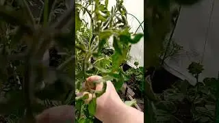 Первые потери🍅🍅🍅🤦‍♀️