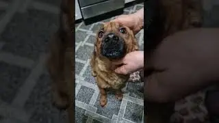 #помощьбездомнымживотным