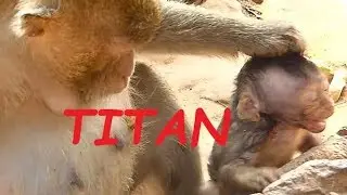 So Pity TITAN Baby Monkey Cries Seizure | Mom Monkey Weaning Baby No Milk | Newborn Babies Monkey
