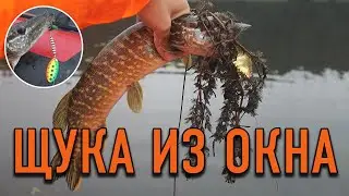 Ловля Щуки Осенью в Кувшинках на Вертушку