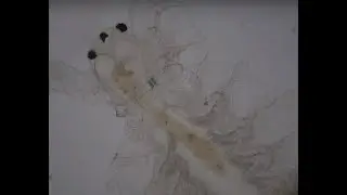 씨몽키 X40~X1000, Artemia, Microscrope, MicroWorlds JMTV, 씨몽키, 알테미아