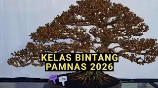 Lomba & Pameran Bonsai Gianyar 2026, kelas bintang