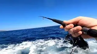 Kaçan 30+ trofe amberjack Akya  kuzu  #fishing #fish #shorejigging #akya
