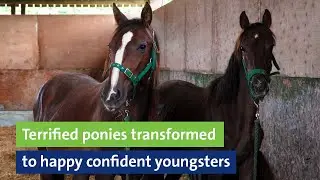 Terrified ponies transformed to happy confident youngsters