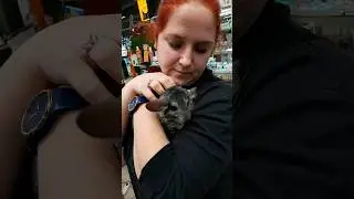 Носим шиншиллу на руках 