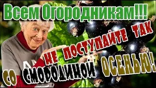 ➤ Уход за смородиной ➤ Всем Огородникам!!! Не поступайте так со смородиной осенью ➤ КУСТЫ СМОРОДИНЫ