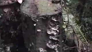 Spores coming out of tree stump in Cape Tribulation