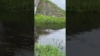 ✅Милая уточка#рекомендации#топ#рыбалка