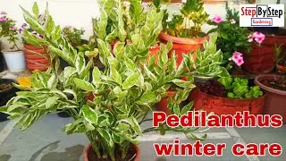 How to save Pedilanthus in winter