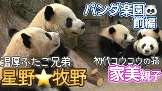 【穏やかすぎる兄弟🐼】THE温厚！星野くん牧野くん⭐️🪵コウコウの孫は親子バトルロワイヤルw【パンダ楽園：前編】2024.1月　Giant Panda Base