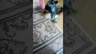 Раз два три