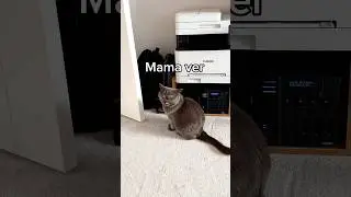 Gün içinde kedim. Ses: zeykan.dublaj #shortvideo #cat #kediseverler #youtubeshorts #kedi #catlover