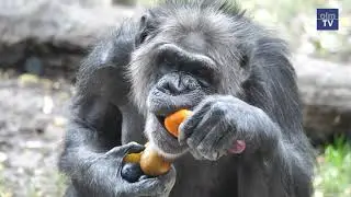 Tierisch