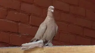Узбекские, двухчубые, носочубые голуби! Чеченская республика. г. Шали. 31.08.2024г.