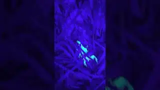 Glowing Night Scorpions?!?