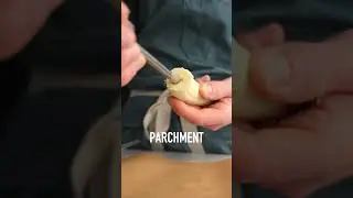 DRUMSTICK Comparison!