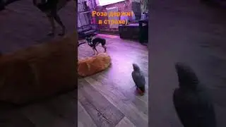 Роза строит домашних любимцев🤟