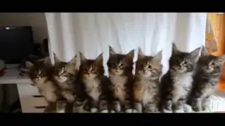 Попробуй не засмеяться 2.. Весёлые животные.. Приколы с котами 2017