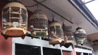PENJUAL BURUNG PERKUTUT BANGKOK RUMAHAN