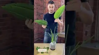 Стрелиция 80 см. Видеоинструкция по сборке искусственного декоративного растения.