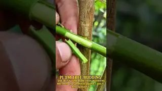 i-bud grafting #shorts #gardening