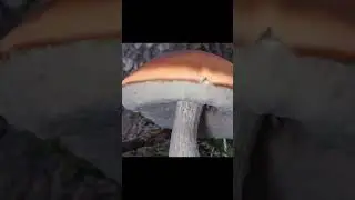 Ускоренный процесс роста подосиновика 