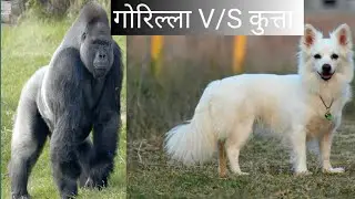gorilla V/S pavilion dog || kon jyada better hai 🥵🥵 gorilla dance video