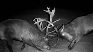HUGE WILD RED STAGS FIGHT AT NIGHT (INFA RED) AMAZING FOOTAGE!