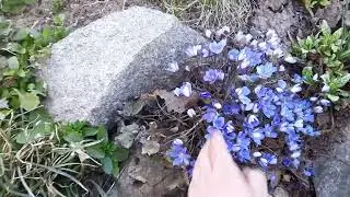 Печеночница - необычный, яркий первоцвет.