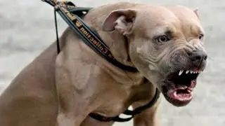 How to stop an attacking dog assault from biting a victim - AKBAN Self defense Bite release