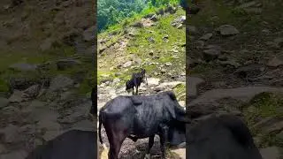 Way to ratigali lake #ratigalilake #kashmirvalley #trending #foryou #Wadi-e-Nazeer