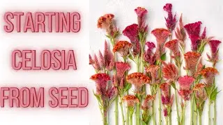 HOW TO START Celosia From Seed And Care Instructions | PepperHarrow