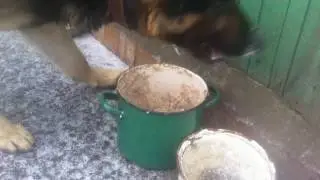 овчарка ест полезную и вкусную кашу