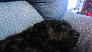 A verry pregnant ruby enjoys a belly rub