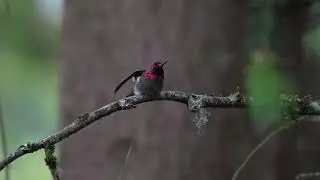 Backyard Anna's Humming Bird