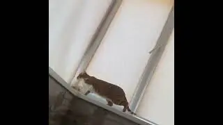 Когда соседи начинают ругаться | When neighbors start arguing