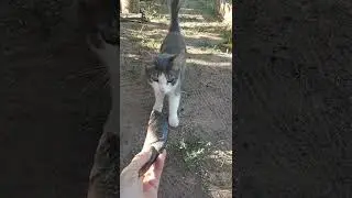 коты #котынадаче
