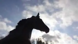 Breyer Pictures