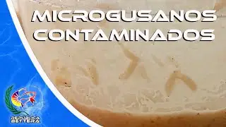 MicroGusanos Contaminados [ QUE HACER? ]