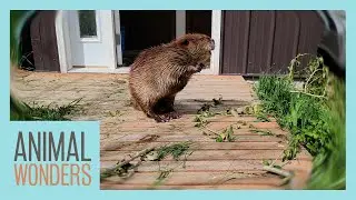 Huckleberry Beaver's Branch Adventure