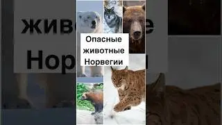 Опасные животные Норвегии #норвегия