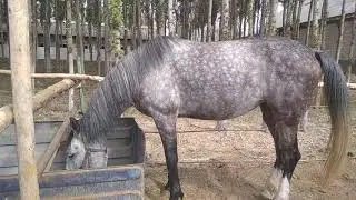 биялар сотилади.танланг.ва кунгирок килинг.+998-94-213-07-70