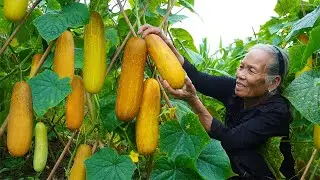 黃瓜大豐收，阿婆摘75斤，賣了35塊，笑得合不攏嘴Grandma made cucumbers into dried cucumbers for sale ｜广西 美食 玉林阿婆