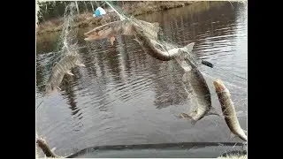 4 дня в ХМАО,  река ендырь. очень много щурогайки