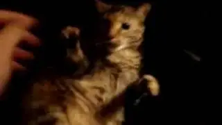Evil Kitty