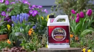 How to Apply Perimeter Ant Treatment Around Your Home